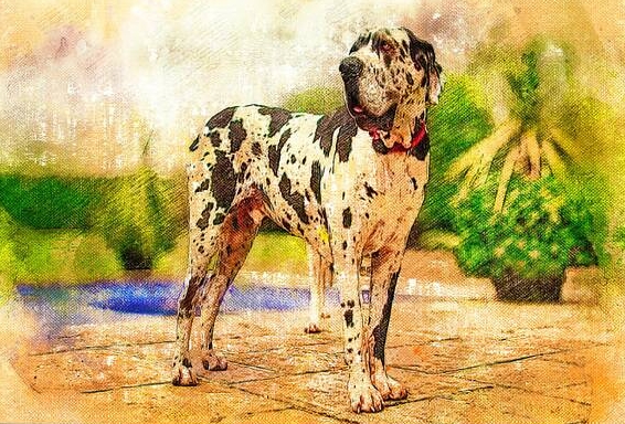 great dane painting