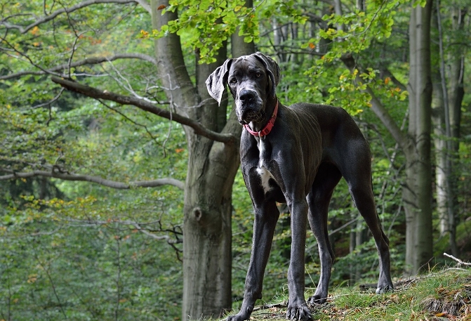 great dane portrait