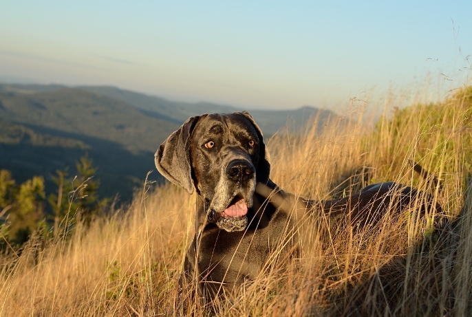 great dane portrait