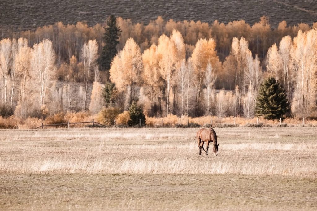 oversized horse art